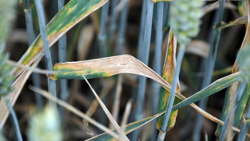 Septoria in wheat