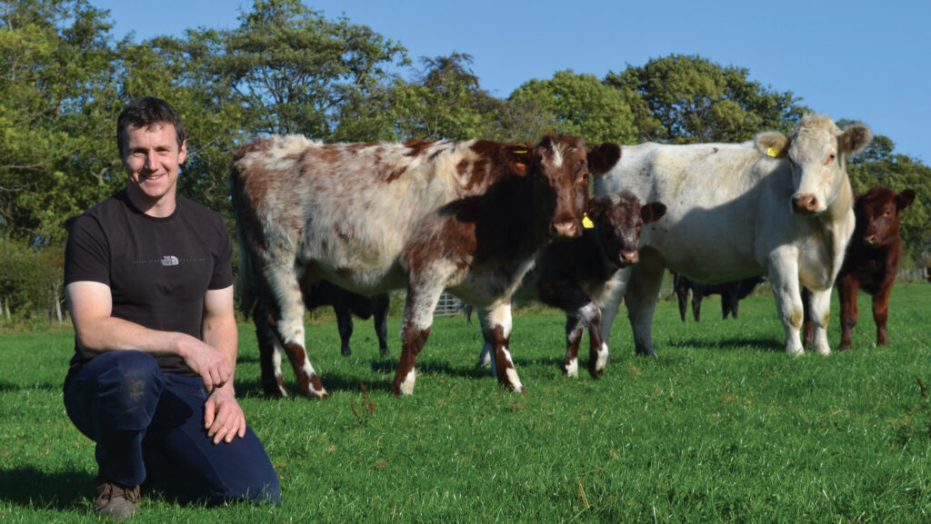 Simon Hare with Shorthorn cattle