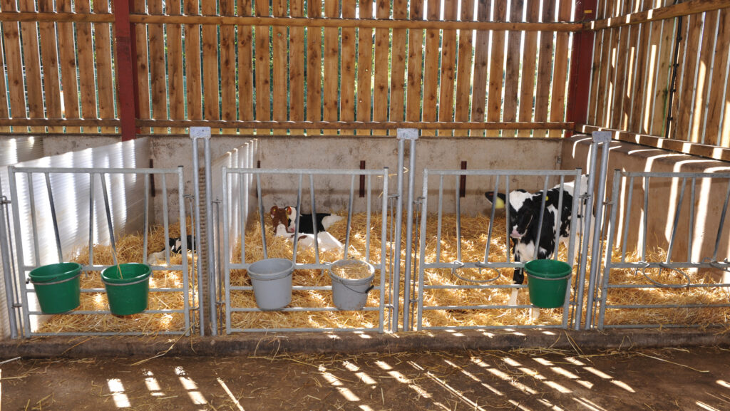 Single calf pen