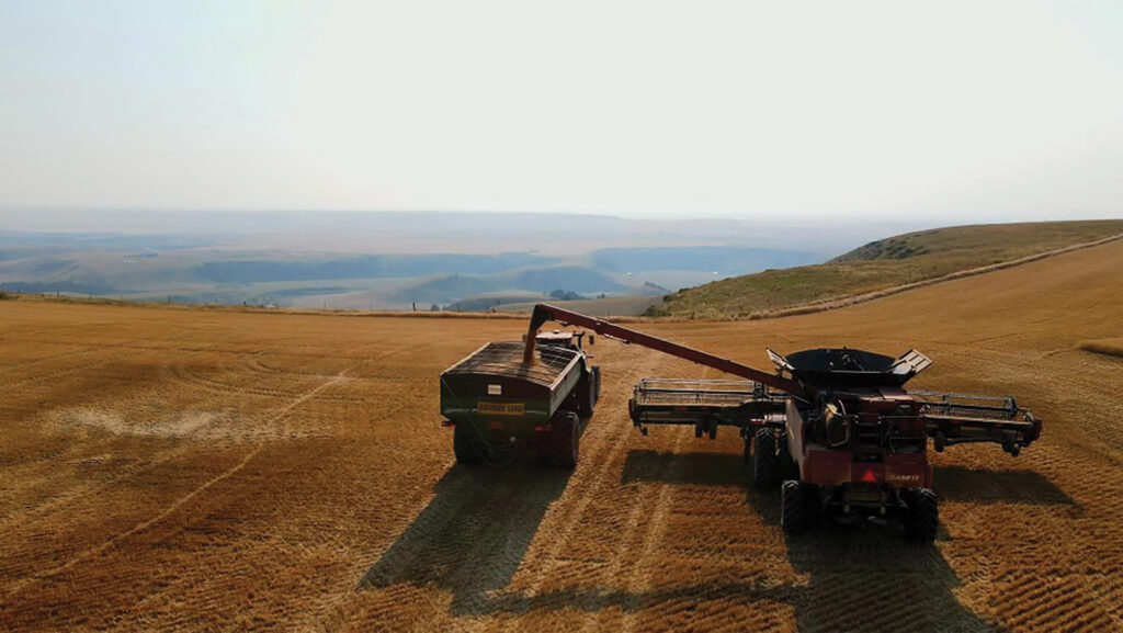 Cutting wheat with Axial Flow 8250