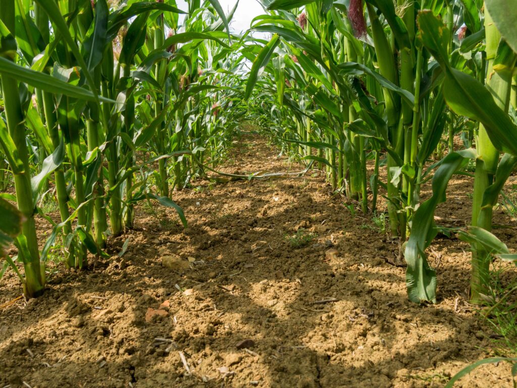 2K1GFJJ View between rows of sweet corn (maize) crop stems growing in farm field, Leicestershire, England, UK