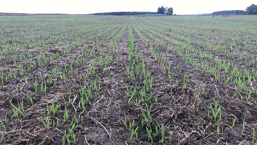 Direct-drilled crops emerging