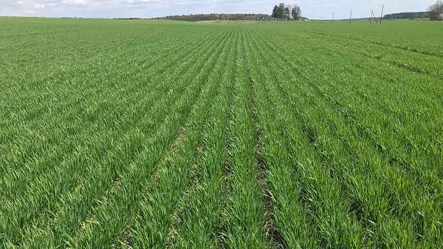 Direct-drilled crops growing through stubbles