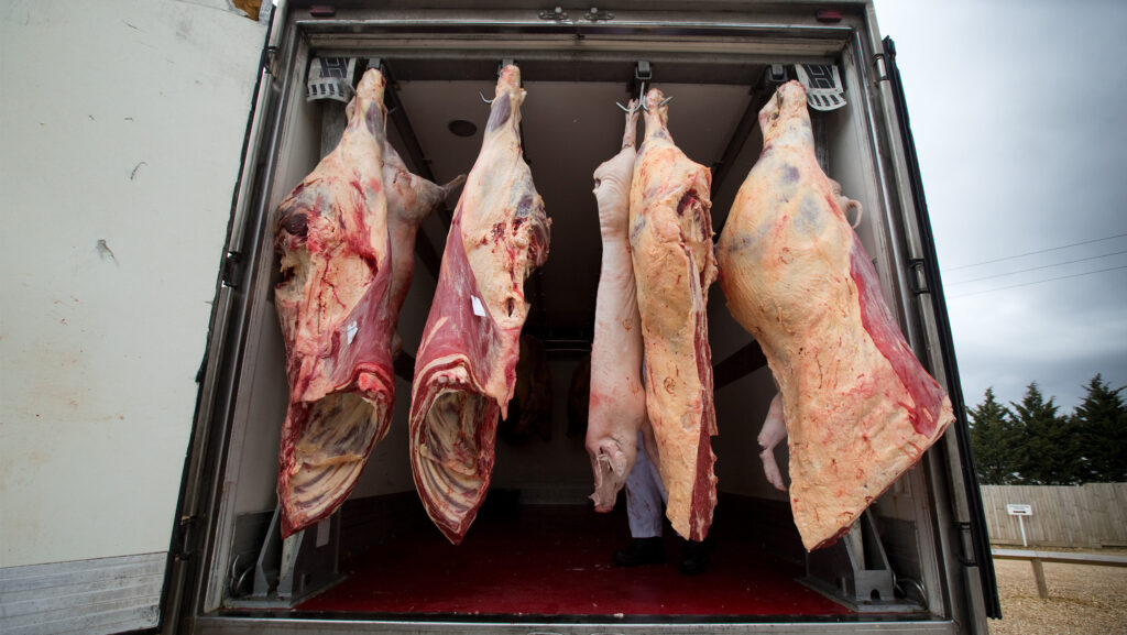 Beef carcasses hanging in lorry