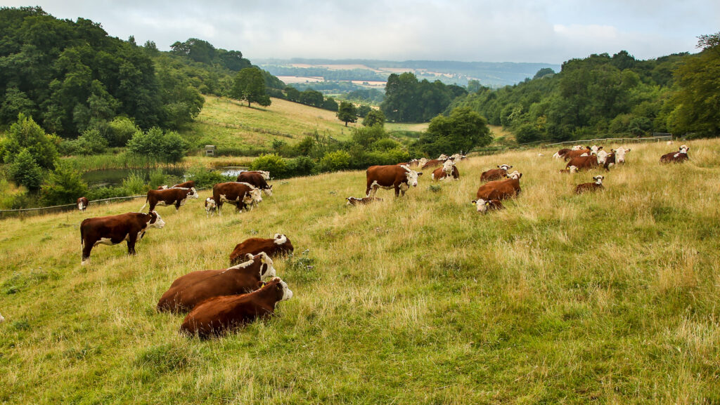 © Ian Boyd, Cotswold Beef