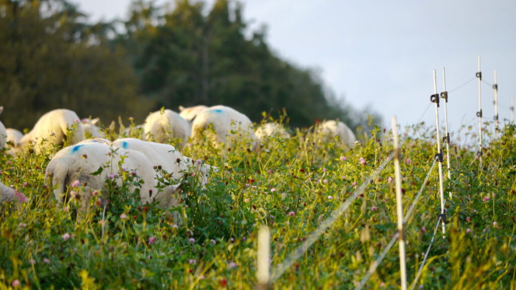 Sheep in herbal leys at Essebeare Farm in Devon