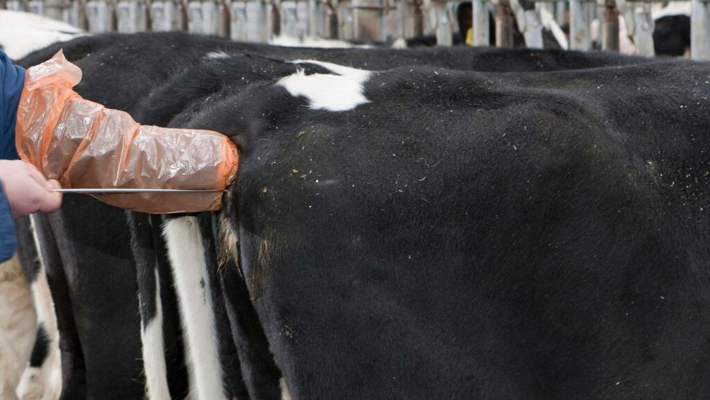 Gloved arm insemination a dairy cow