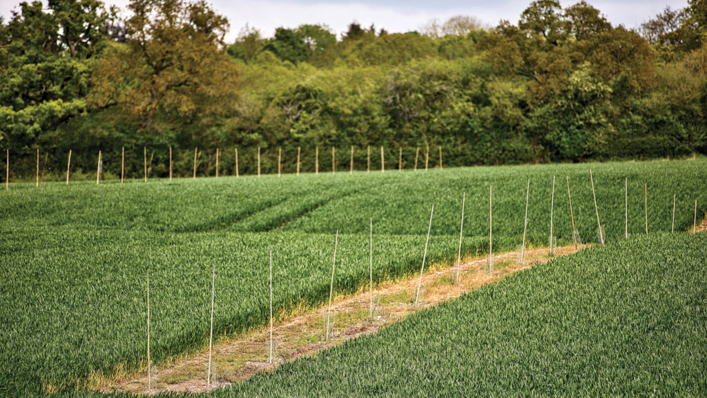 Agroforestry planting