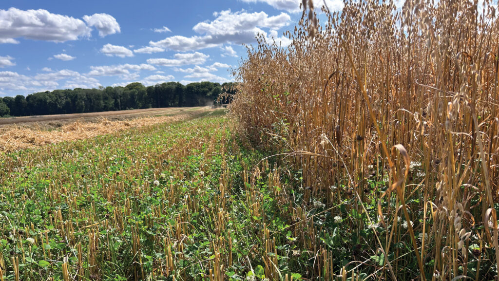 clover undersown with oats