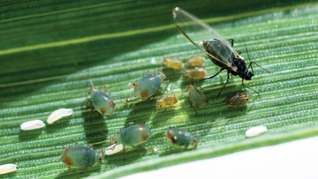 Bird cherry oat aphids