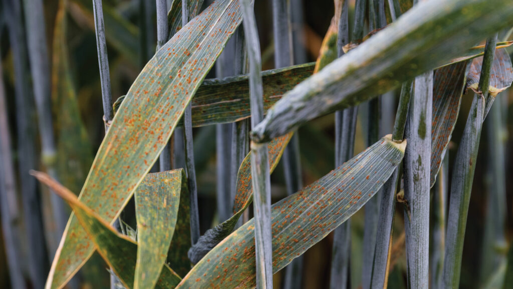 Brown rust on wheat