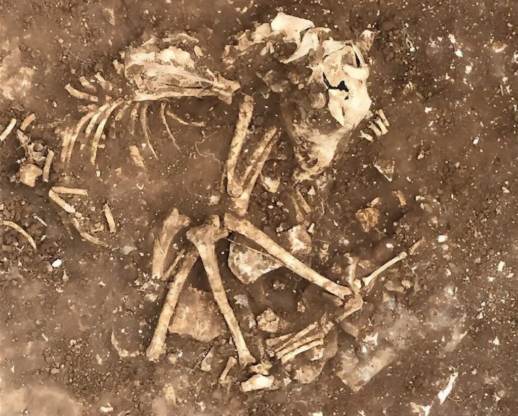 Bones uncovered in the soil