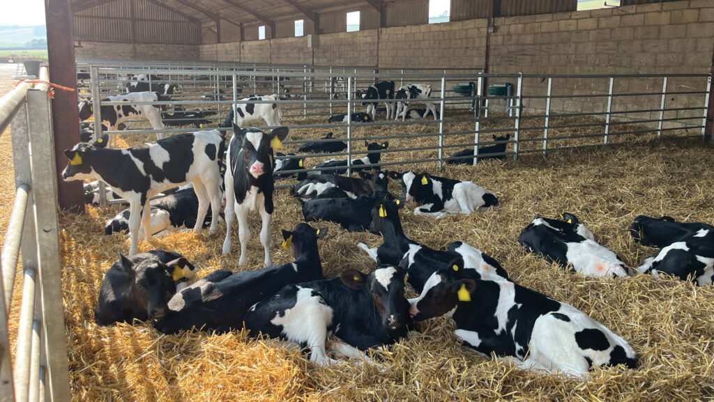 Calves in a shed