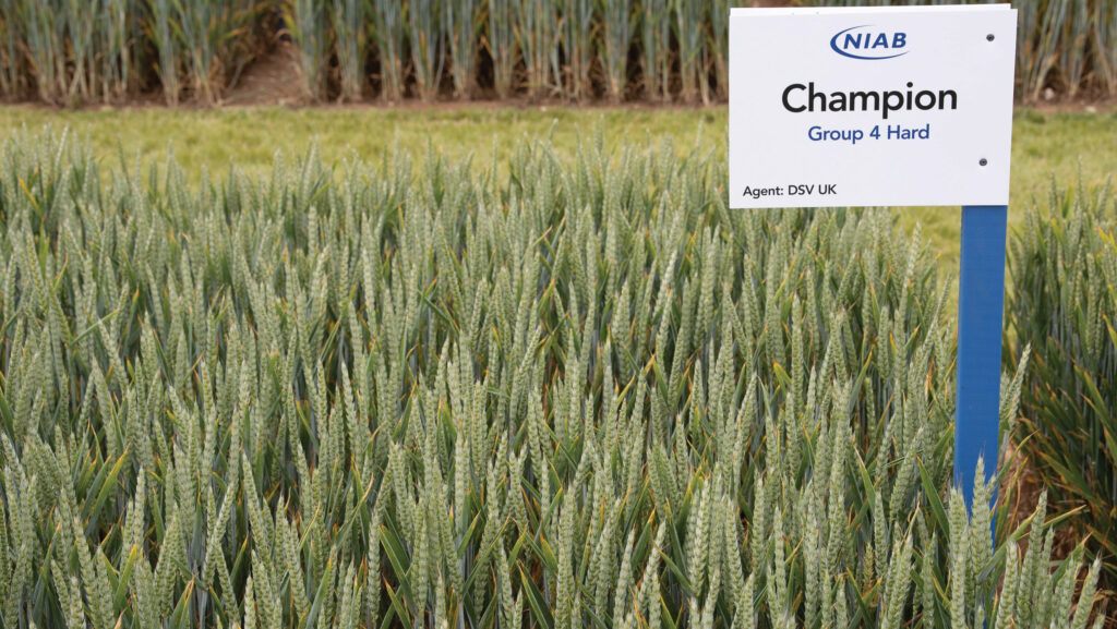 Champion wheat trial plot