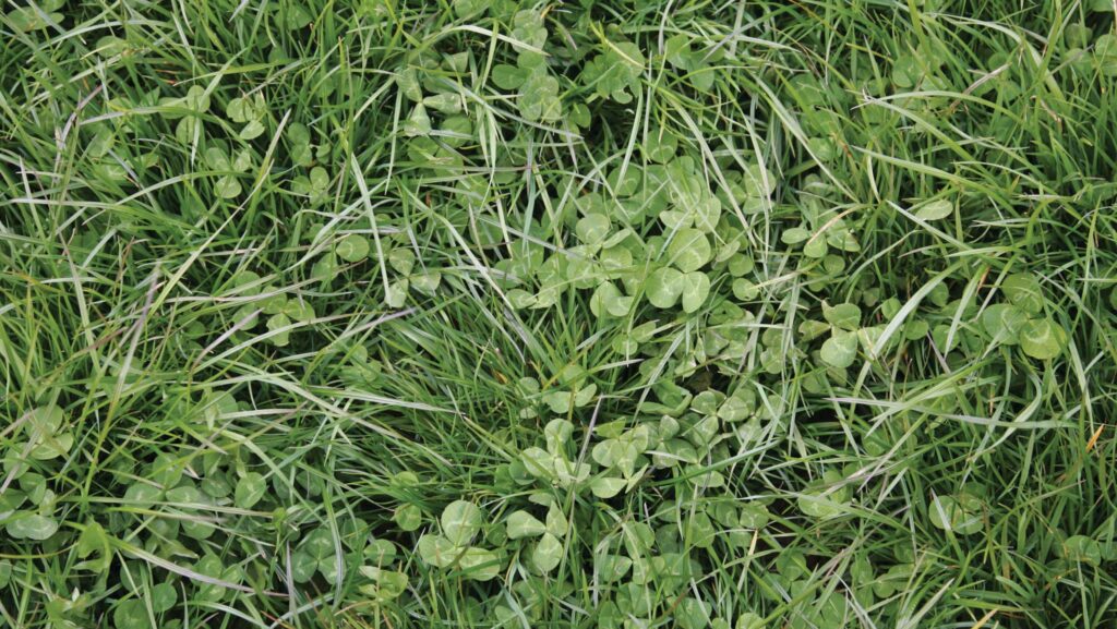 clover growing in crop