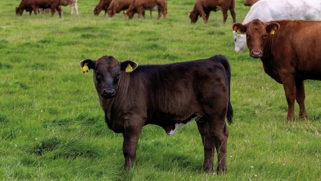 Clynelish Farm cattle in a field