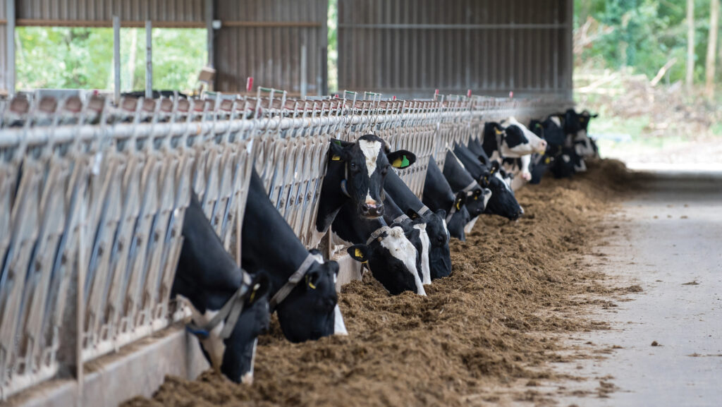 Dairy cows feeding