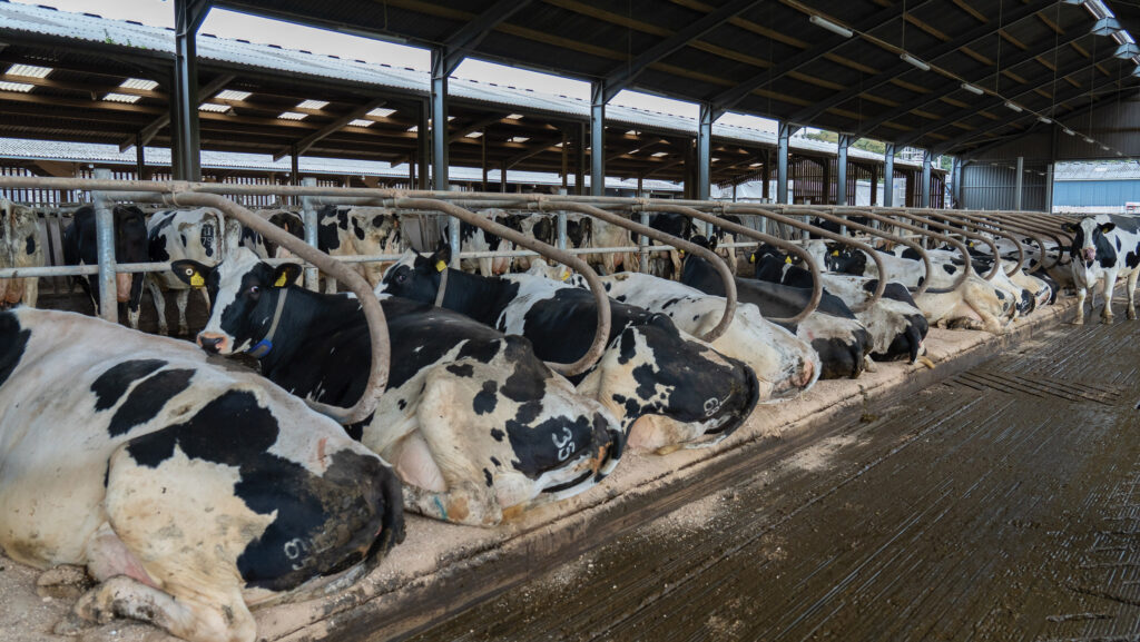 Dairy cows in cubicles