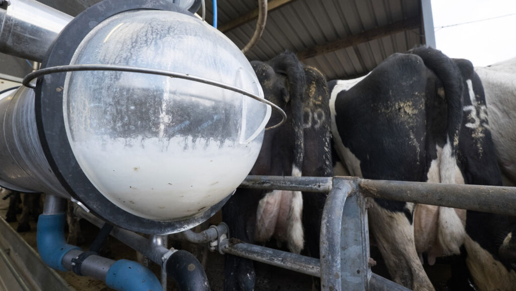 Cows being milked