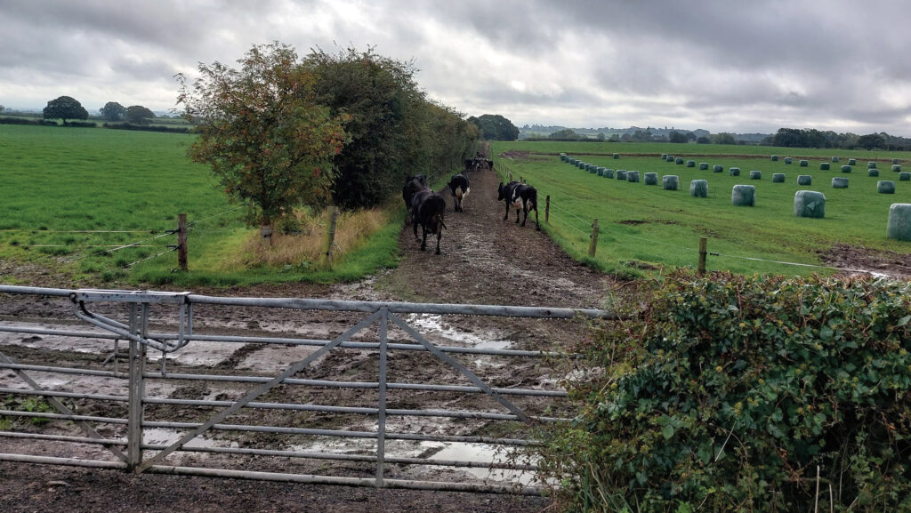 Cows in field and gate