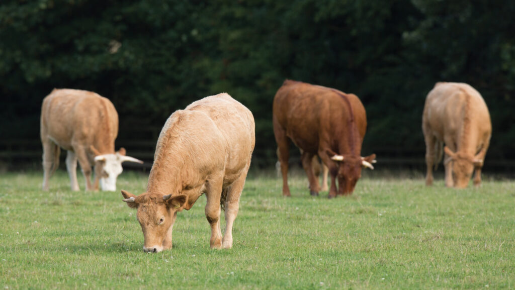 Cows out at grass