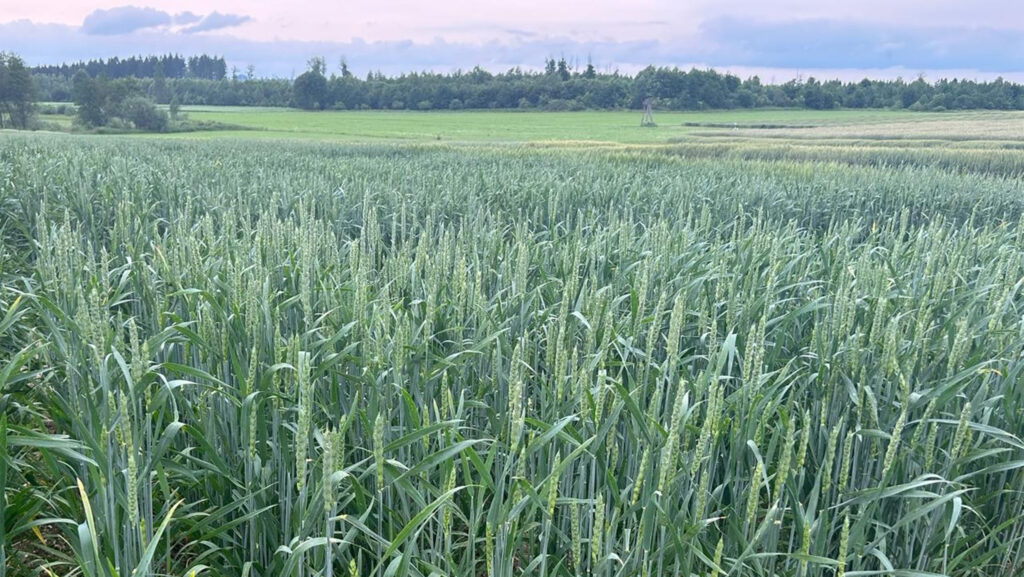 Everlong spring wheat © Cope Seeds