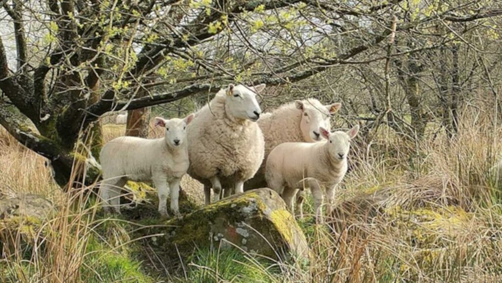 Sheep under a tree