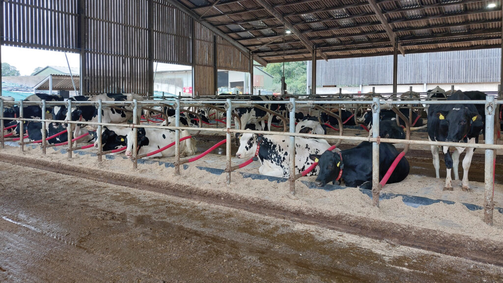 first lactation heifers