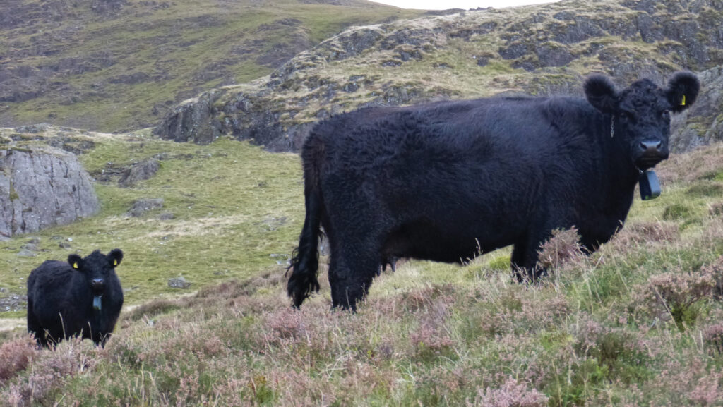 Cattle standing on a hill