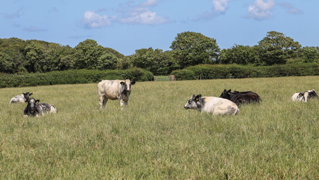 Graianfryn cattle in a field