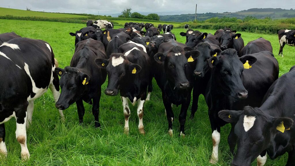 heifers in a field