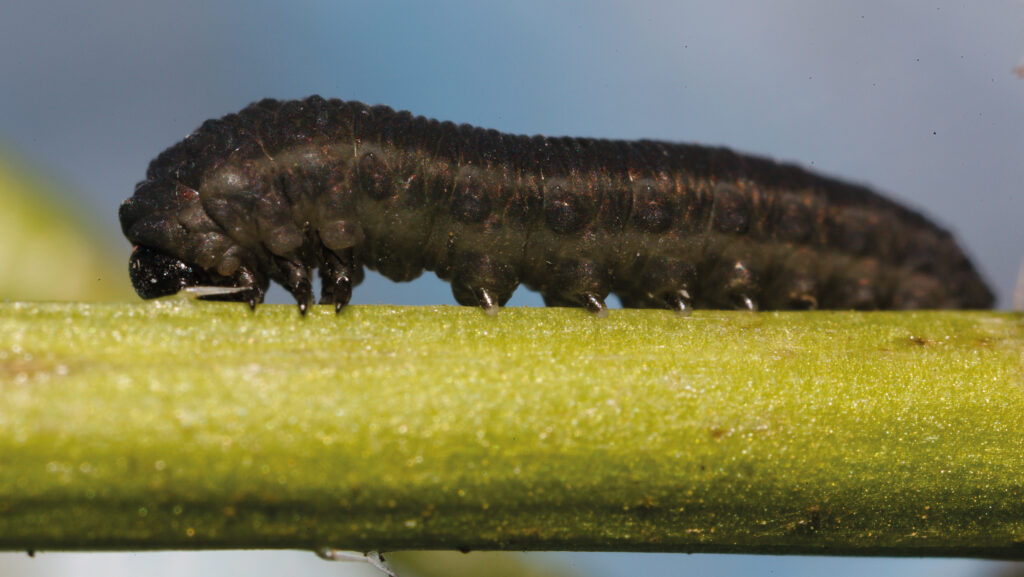 Larvae of turnip sawfly