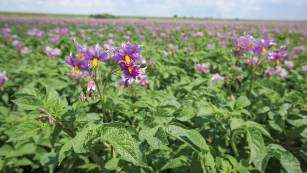 Maris Piper potato plants