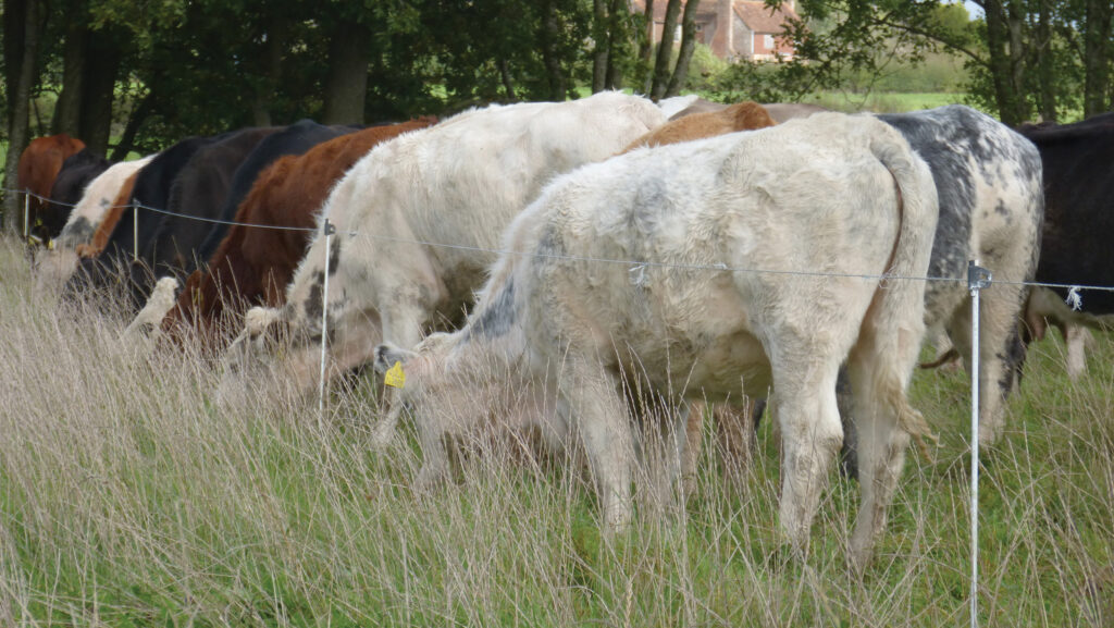 cattle mob grazing