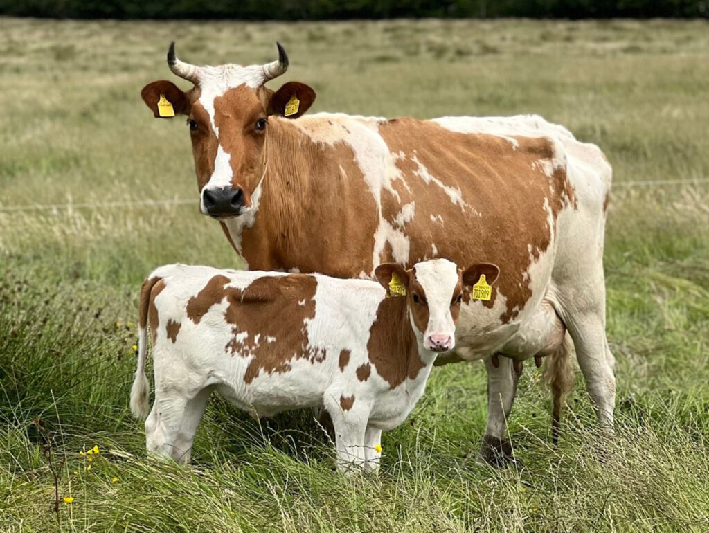 © Mossgiel Farm cow with calf