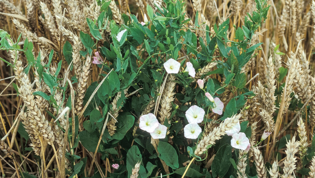 perennial bindweed