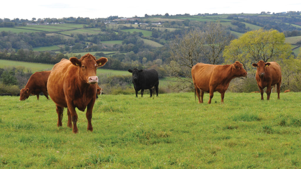 Cows in a field