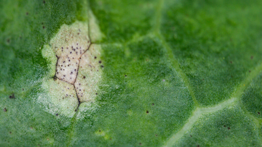 Phoma leaf spot