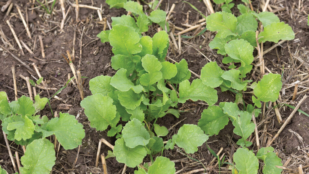 Radish cover crop