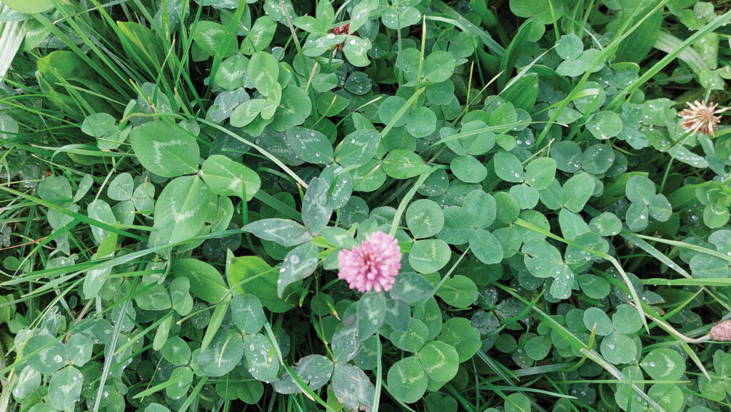 Red clover, white clover and alsike 