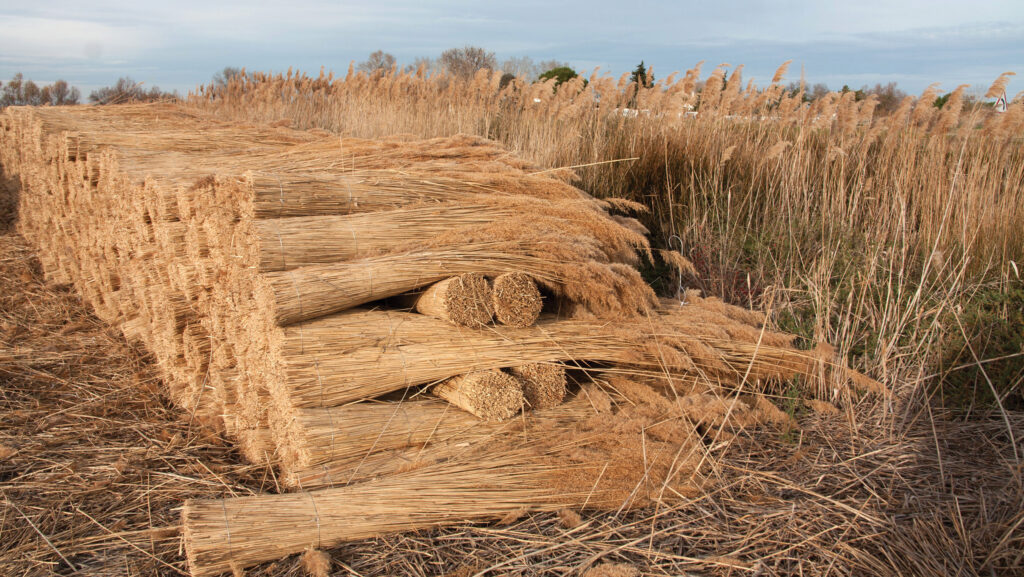 reeds stacked in field