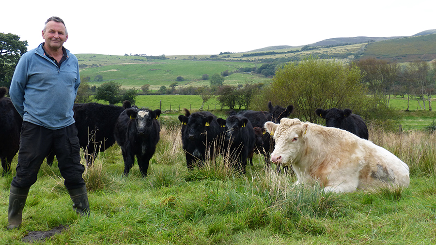 Richard Maxwell with Whitebred bull and a small group of cattle