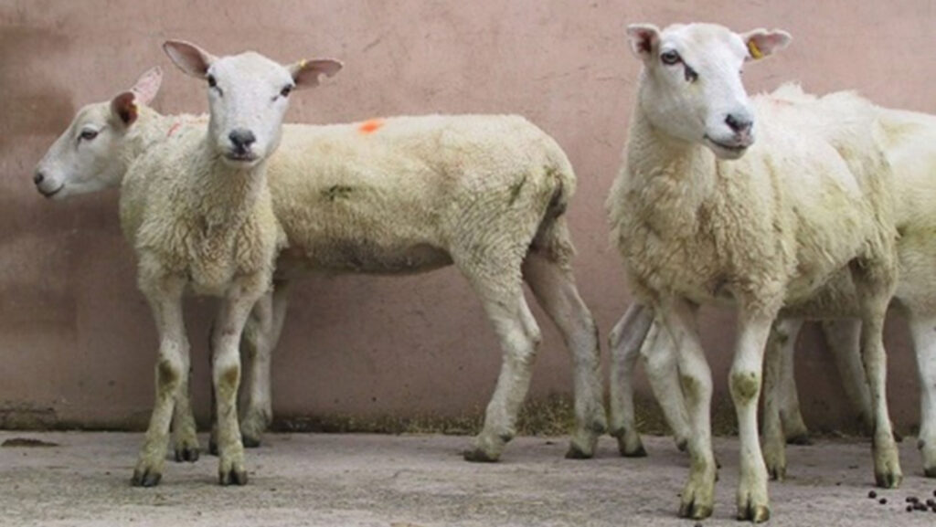 Sheep with haemonchosis