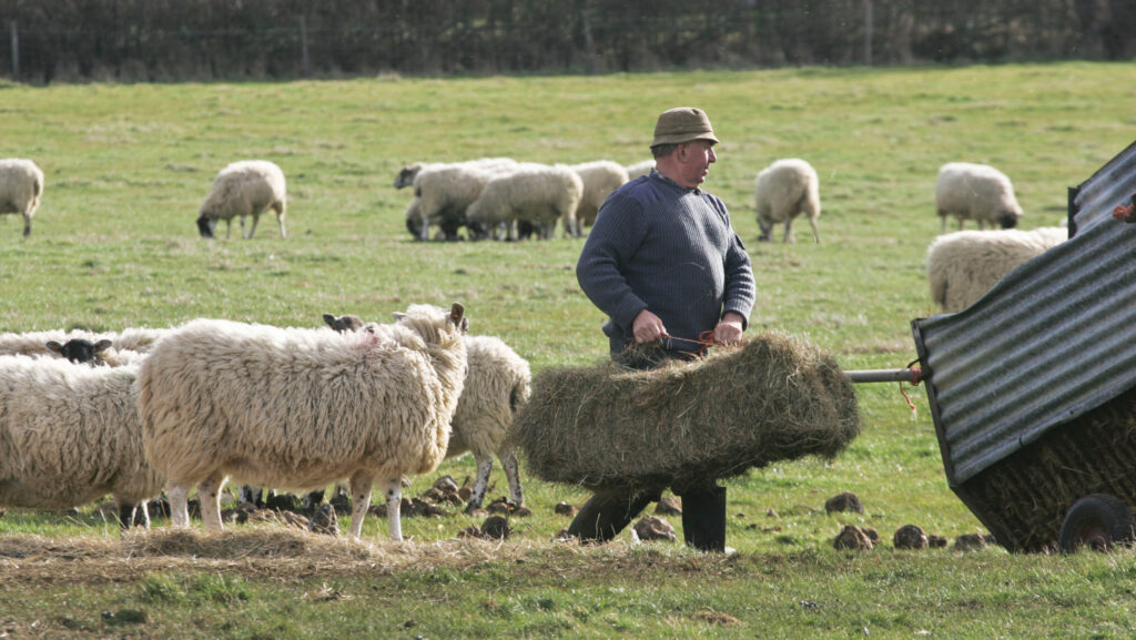 A shepherd feeding hay to sheep