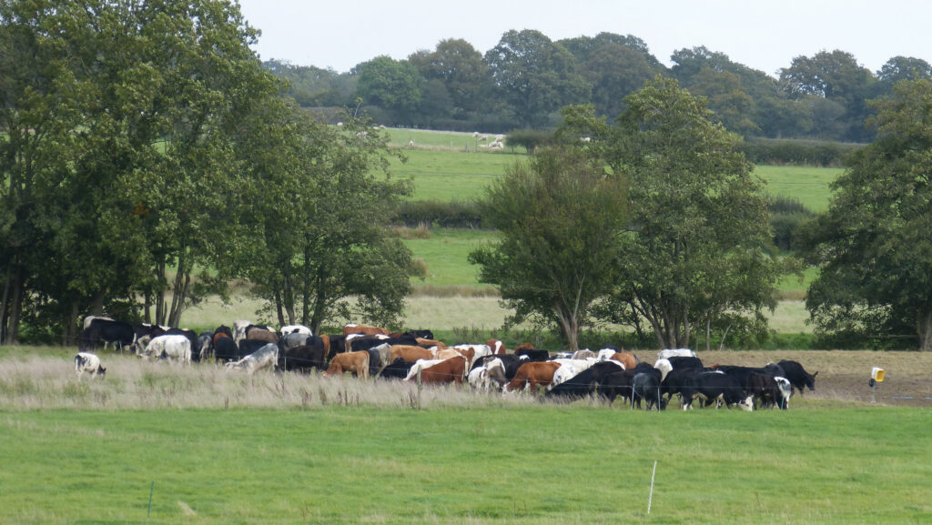 Cattle mob grazing