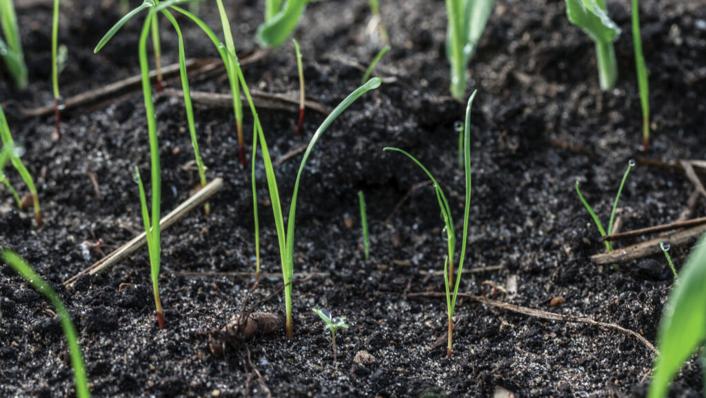 Small ryegrass plants in winter barley