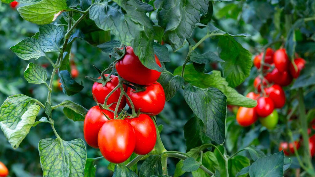 Ripe tomatoes being grown comercially