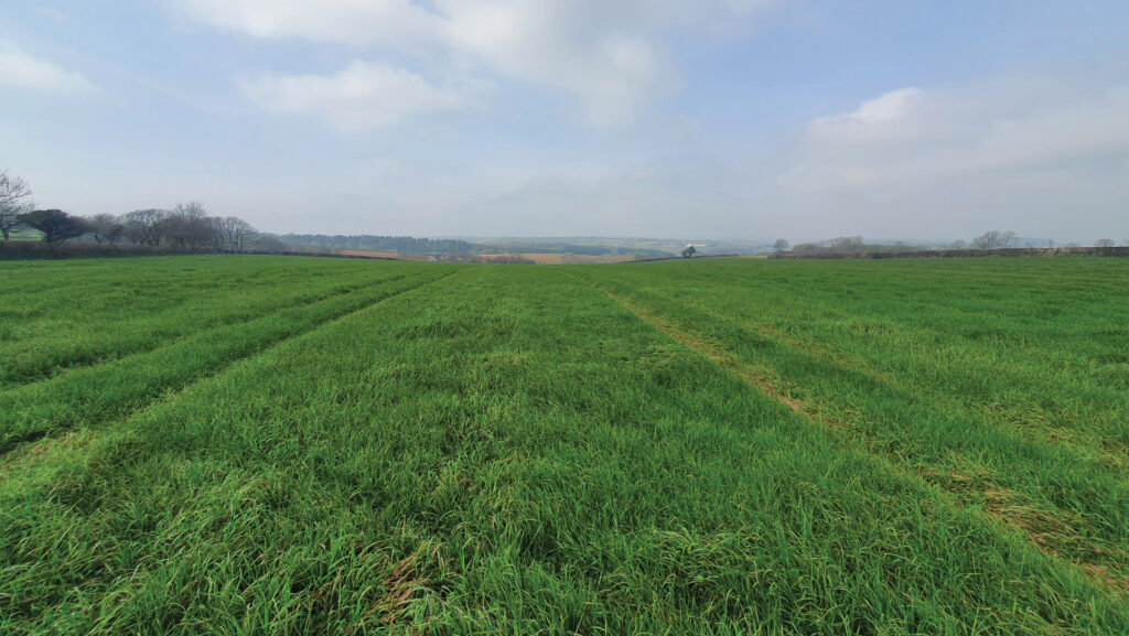 Swards in the trail after slurry treatment