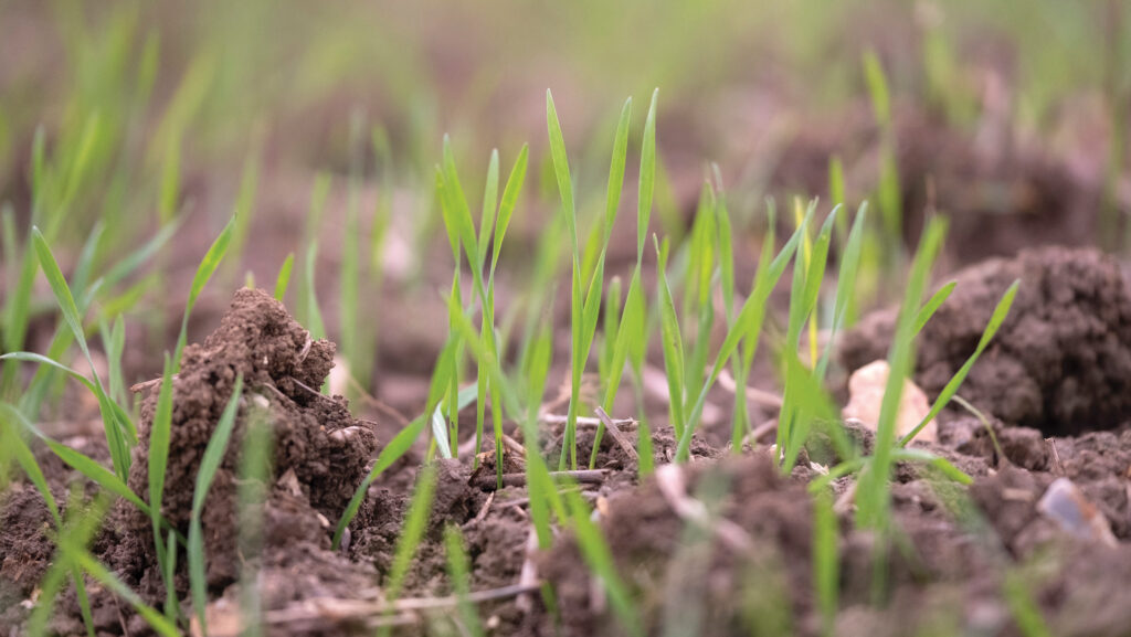 Winter wheat plants