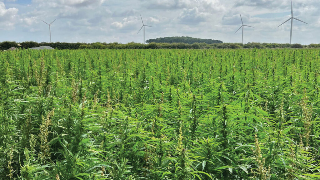 Hemp crop